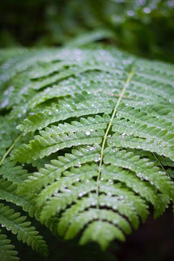 green leaf in closeup photography