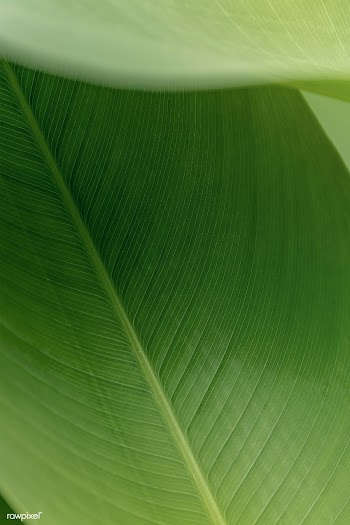 Green leaf in natural light  | Free  illustration - 2333774