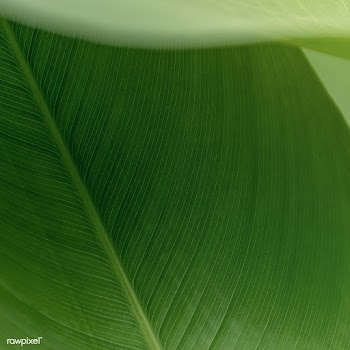 Green leaf in natural light  | Free  illustration - 2333788