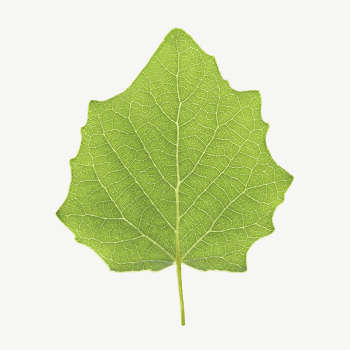 Green leaf, isolated botanical image | Free PSD - rawpixel