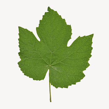 Green leaf, isolated botanical image | Free PSD - rawpixel