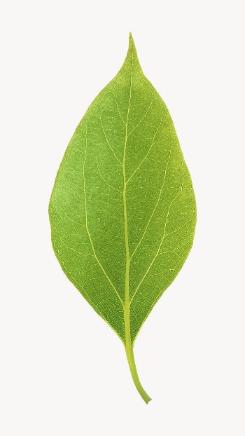 Green leaf, isolated image design | Free Photo - rawpixel