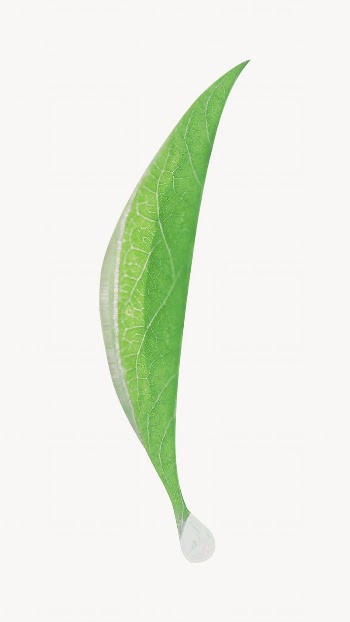 Green leaf, isolated image design | Free Photo - rawpixel