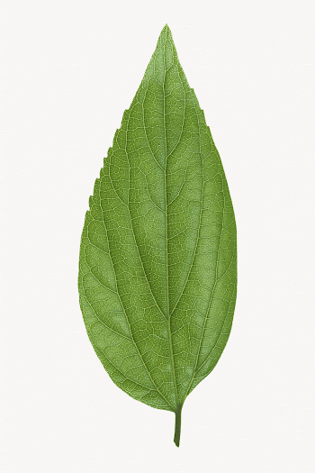Green leaf isolated, nature design | Free Photo - rawpixel