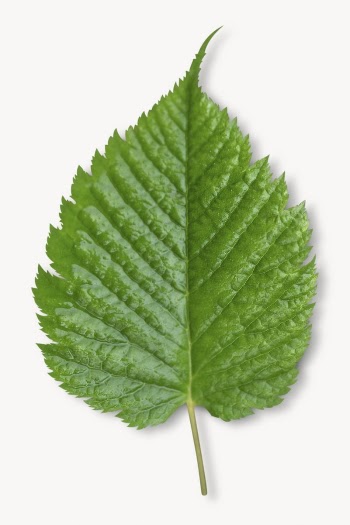 Green leaf, isolated on white | Free Photo - rawpixel