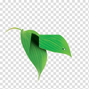 Green leaf , Leaf, leaf transparent background PNG clipart