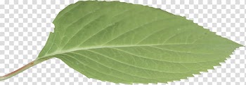 Green leaf, Leaf, leaf transparent background PNG clipart