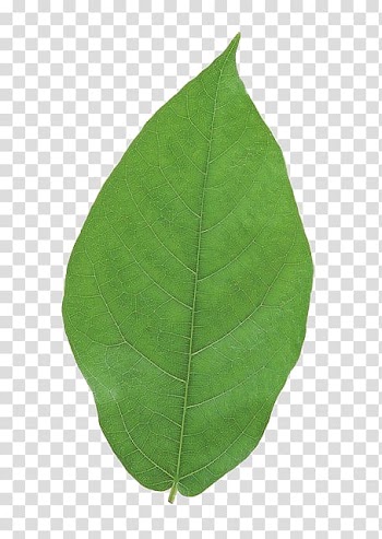 Green leaf , Leaf, Leaves transparent background PNG clipart