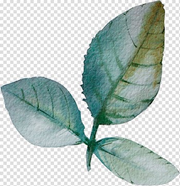 Green leaf, Leaf Paper, Leaves transparent background PNG clipart