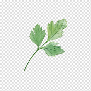Green leaf , Leaf Plant Watercolor painting Yard, Leaves transparent background PNG clipart