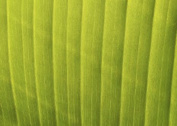 Green leaf macro, nature background | Free Photo - rawpixel