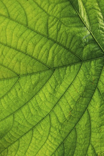 Green leaf macro, nature background | Free Photo - rawpixel
