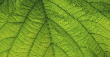 Green leaf macro, nature background | Free Photo - rawpixel