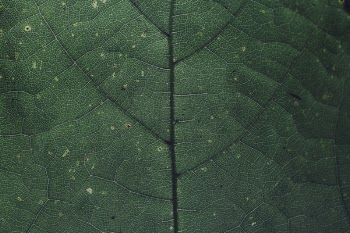 Green Leaf Macro Photography