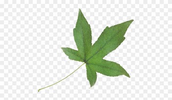 Green Leaf - Maple Leaf