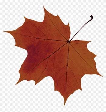 Green-leaf - Maple Sugar Leaf