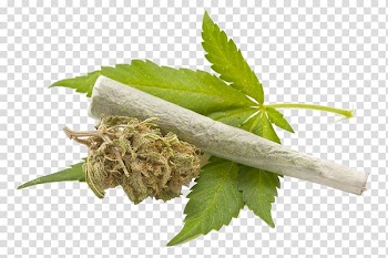Green leaf, Medical cannabis Cannabis smoking Legality of cannabis Drug, Cannabis leaves transparent background PNG clipart