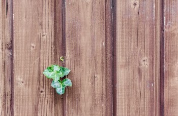 Green Leaf on a Brown Fence