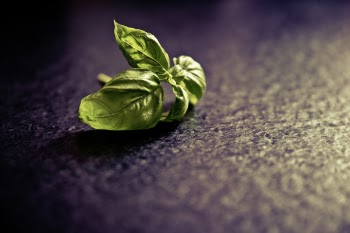 Green Leaf on Black Ground
