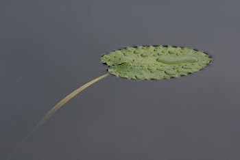 green leaf on body water with water droplets