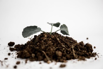Green Leaf on Brown Soil