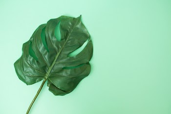 Green Leaf On Green Surface