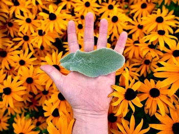 green leaf on person's palm over black eyed susan flowers