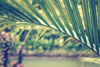 Green Leaf on Selective Focus Photography