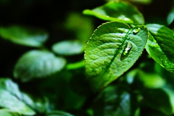 Green Leaf on Shallow Focus Lens