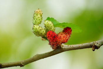 Green Leaf on Tree Branches