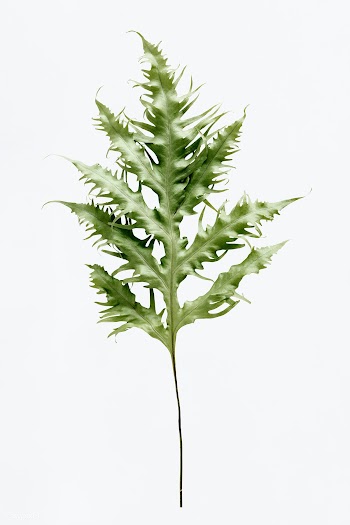 Green leaf on white background | Free stock psd mockup - 556144