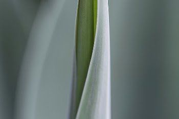 Green leaf. Original public domain | Free Photo - rawpixel