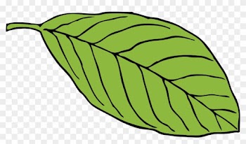 Green Leaf Oval Shape Chlorophyll Lush Foliage - Cartoon Images Of Leaf