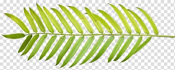 Green leaf , Palm branch Palm-leaf manuscript Arecaceae , watercolor leaves transparent background PNG clipart