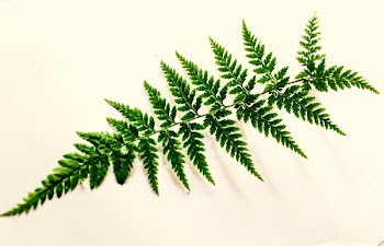 Green Leaf Photography