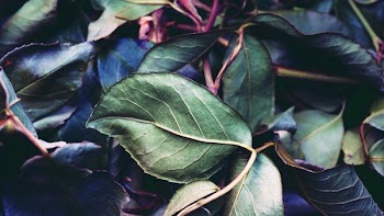 Green Leaf Plant