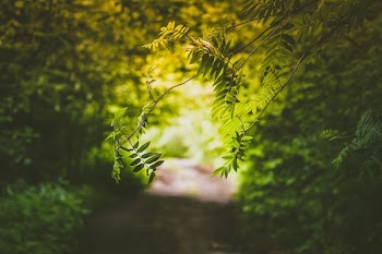 green leaf plant