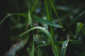 Green Leaf Plant