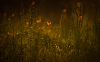 Green Leaf Plant