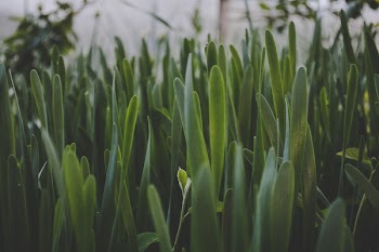 Green Leaf Plant