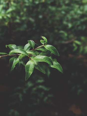Green Leaf Plant