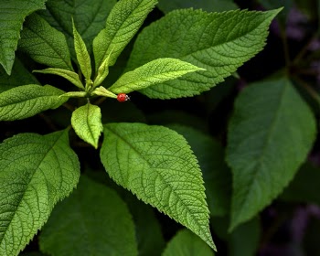 Green Leaf Plant