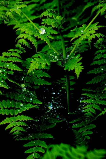 Green Leaf Plant