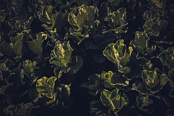Green Leaf Plant