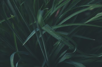 Green Leaf Plant