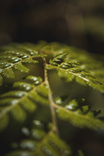 Green Leaf Plant