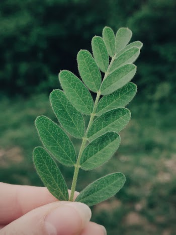 Green Leaf Plant