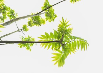 Green Leaf Plant