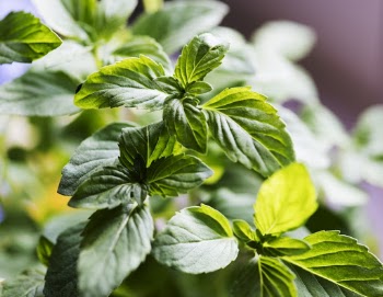 Green Leaf Plant