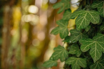 Green Leaf Plant